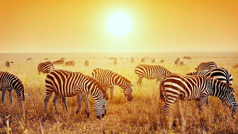 Read more about the article Why Zebras Don’t Get Ulcers!